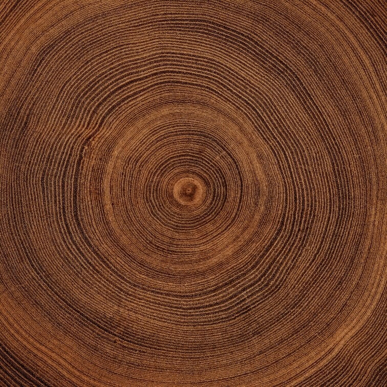 Sezione di tronco con venature del legno naturale